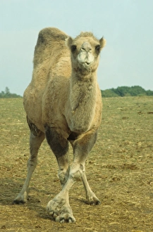 Funny Prints: Dromedary Camel (Camelus dromedarius) close-up, standing, front legs crossed