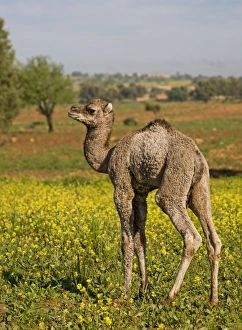 Camel Prints: Dromedary Camel (Camelus dromedarius) young
