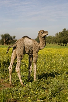 Dromedary Camel (Camelus dromedarius) young, standing amongst wildflowers, near Essaouira, Morocco, february