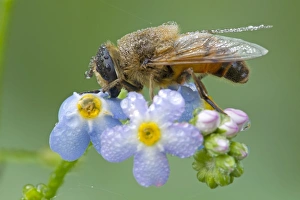 Drops Prints: Drone fly (Eristalis nemorum) adult