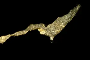 Cave Prints: Drop of water poised on tip of new stalactite limestone rock formation in cave