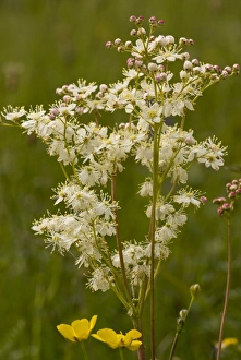Calcareous Prints: Dropwort (Filipendula vulgaris) flowering, growing in limestone grassland, Slovenia, june
