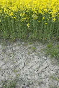 Climate Prints: Drought, cracked soil at edge of Oilseed Rape (Brassica napus) crop