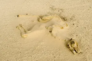 Camel Prints: dry long dead dromedary camel calf carcass half buried by sand in the desert