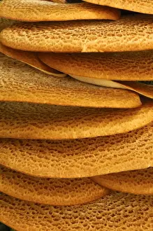 Dryads Saddle (Polyporus squamosus) close-up of fruiting bodies, in deciduous woodland, Derbyshire, England