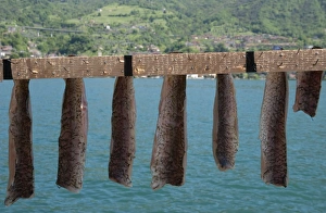 Industry Prints: Drying freshwater fish, Monte Isola, Lago d Iseo, Lombardy, Italy, May