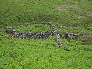 Dry Stone Prints: Drystone sheepfold, Drumanee, Dumfries and Galloway, Scotland, june