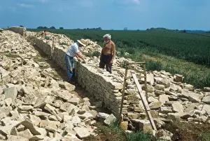 Stones Prints: Drystone wall under construction, men using Cotswold stone, Gloucestershire, England