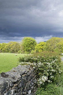 Stone Prints: Drystone wall and Hawthorn (Crataegus sp)