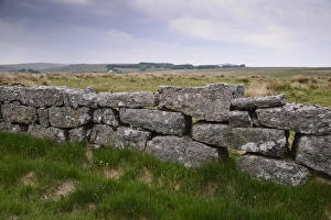 Drystone Prints: Drystone wall on moorland, Dartmoor, Devon, England, June