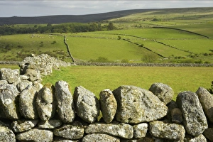 Drystone walls and pasture in fertile valley, with moorland habitat on hills, Princetown area, Dartmoor N. P