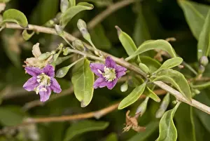Aliens Prints: Duke of Argylls Teaplant (Lycium barbarum) introduced naturalised species