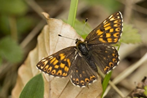 Vercors Prints: Duke of Burgundy (Hamearis lucina) adult male