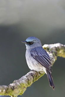 South Asia Prints: Dull-blue Flycatcher (Eumyias sordida) adult