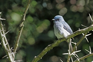 Dull-blue Flycatcher (Eumyias sordida) adult, perched on twig, Horton Plains N. P. Sri Lanka, February