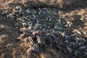 Shot Prints: A dump for red deer remains, mainly heads which are removed after the animal has been shot