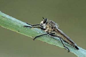 Robber Fly Prints: Dune Robber Fly (Philonicus albiceps) adult