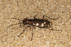 Gower Prints: Dune Tiger Beetle (Cicindela maritima) adult