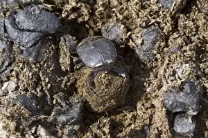 Dung beetle making a dung ball to roll away and bury with an egg inside