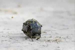B Alls Prints: Dung Beetle (Scarabaeidae sp. ) adult
