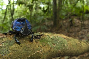 Dung Beetle (Scarabaeidae sp. ) adult, on branch in tropical forest habitat, Los Amigos Biological Station, Madre de Dios, Amazonia, Peru