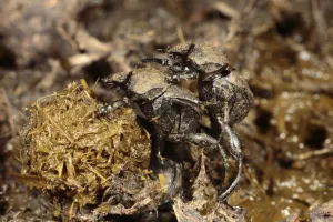 B Alls Prints: Dung Beetle (Sisyphus schaefferi) adult pair