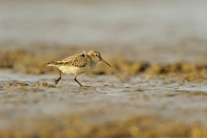 Tide Prints: Dunlin (Calidris alpina) adult