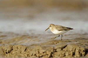Dunlin (Calidris alpina) adult, non-breeding plumage, feeding on mudflats, Snettisham RSPB Reserve, The Wash, Norfolk