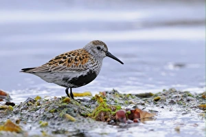 Dunlin (Calidris alpina) adult, breeding plumage, foraging amongst seaweed on seashore, Varanger, Norway, may