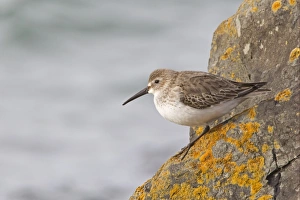 Northern Ireland Prints: Dunlin (Calidris alpina) adult
