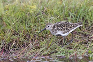 Sandpiper Prints: Dunlin (Calidris alpina) adult