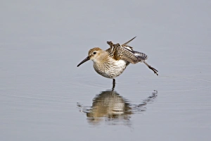 Stretching Prints: Dunlin (Calidris alpina) adult