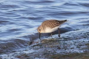 Dunlin (Calidris alpina) adult, winter plumage, feeding on edge of water at high tide, River Stour, Suffolk, England, december