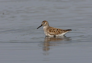 Sandpiper Prints: Dunlin (Calidris alpina) adult
