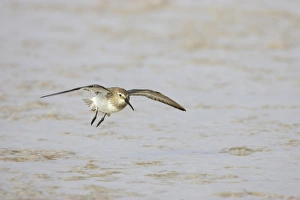 Dunlin (Calidris alpina) adult, winter plumage, in flight, landing on shore, Fort de Soto, Florida, U. S. A
