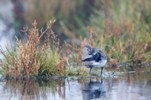 Dunlin (Calidris alpina) adult, winter plumage, using preen gland, preening in wetland, Suffolk, England, december