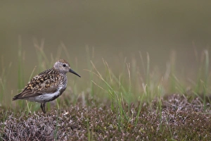 Dunlin (Calidris alpina) adult, in breeding plumage, standing on moorland, Shetland Islands, Scotland, june