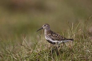 Dunlin (Calidris alpina) adult, in breeding plumage, standing on moorland, Shetland Islands, Scotland, june