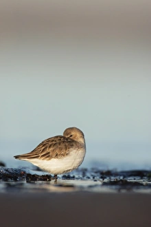 Dunlin (Calidris alpina) adult, winter plumage, roosting on beach, Lothian, Scotland, january