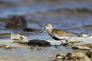 Dunlin (Calidris alpina) adult, summer plumage, foraging along loch shore, Shetland Islands, Scotland, June
