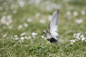 Displays Prints: Dunlin (Calidris alpina) adult male