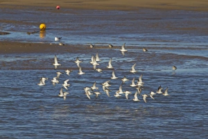 Sandpiper Prints: Dunlin (Calidris alpina) flock, in flight over tidal creek, Norfolk, England, February