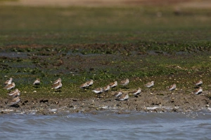 Sandpiper Prints: Dunlin (Calidris alpina) flock