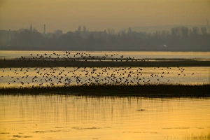 Sandpiper Prints: Dunlin (Calidris alpina) flock