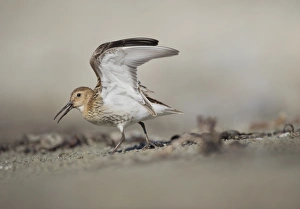 Raised Prints: Dunlin (Calidris alpina) immature