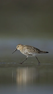 Dunlin (Calidris alpina) immature, running across shallow water on beach in evening, Shetland Islands, Scotland, september