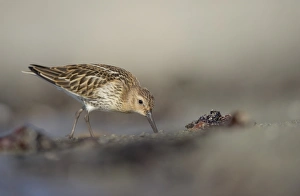 Dunlin (Calidris alpina) immature, foraging along tideline on beach in evening, Shetland Islands, Scotland, september