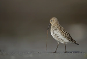 Sandpiper Prints: Dunlin (Calidris alpina) immature