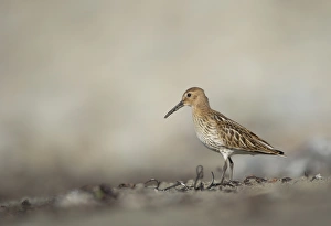 Dunlin (Calidris alpina) immature, foraging along beach in evening, Shetland Islands, Scotland, september