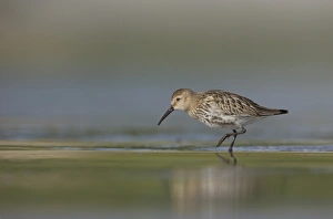 Dunlin (Calidris alpina) immature, foraging along shallow water on beach in evening, Shetland Islands, Scotland, september